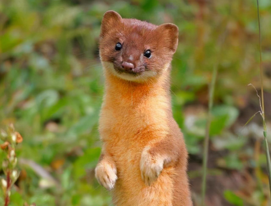 黄鼠狼成精向人讨封被骂,黄鼠狼讨封成精后怎么处理