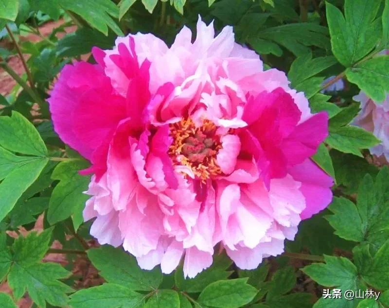 十大绝美花朵,绝美花朵视频