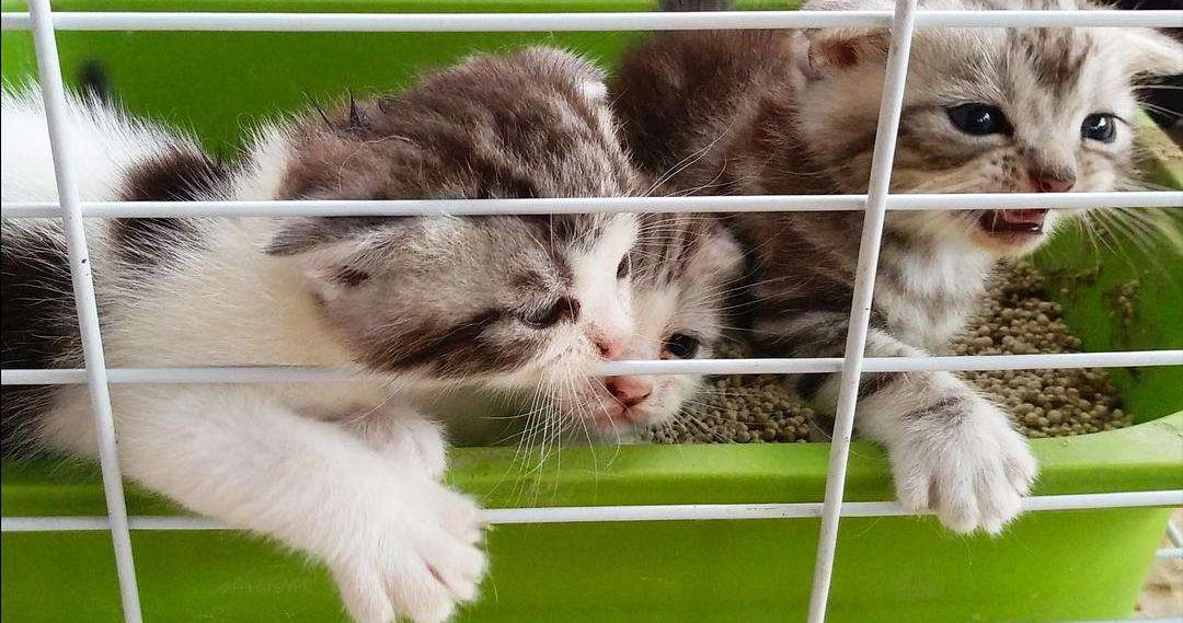 怎么挑选幼猫美短,怎么挑选幼猫性格