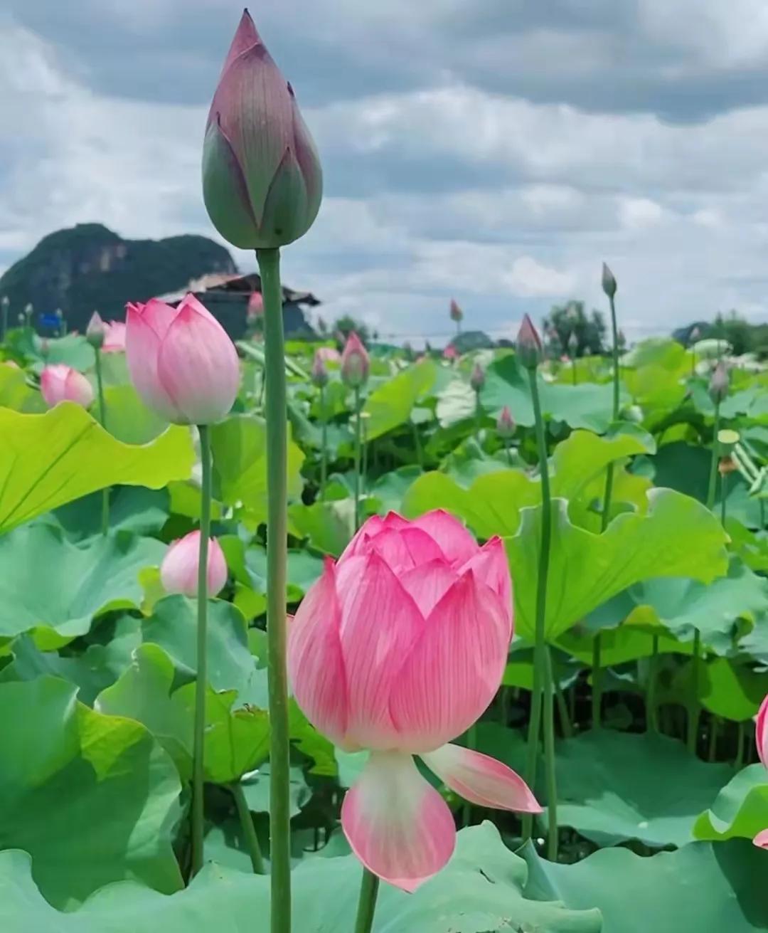 云南避暑旅游好去处推荐,云南避暑有哪些景点好玩