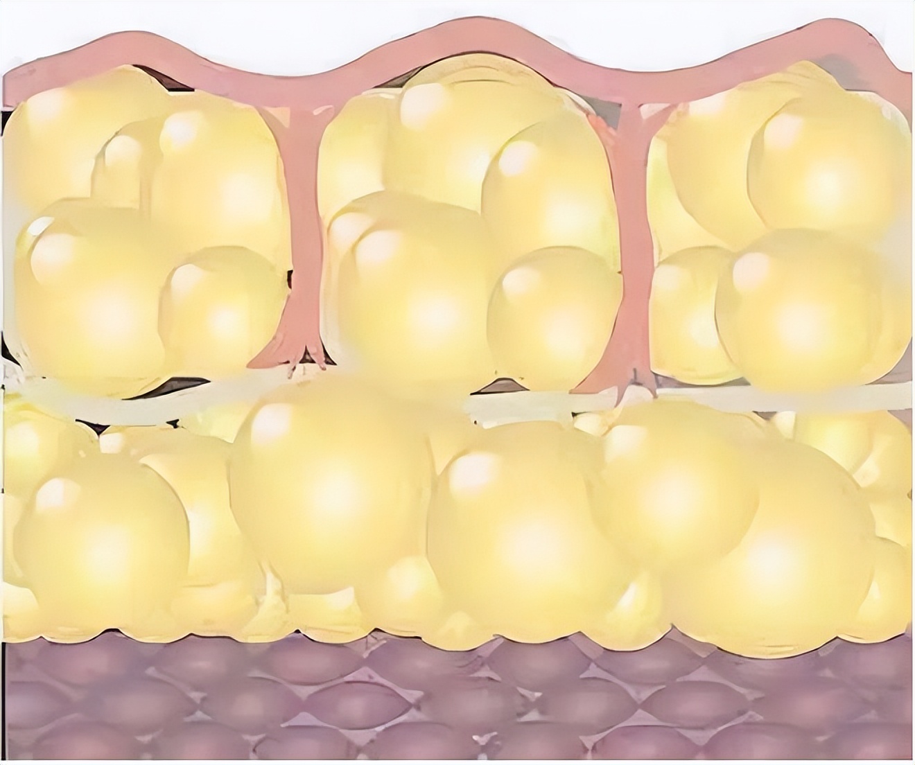 脾虚寒湿针灸能治好吗,针灸对脾虚型肥胖有用吗
