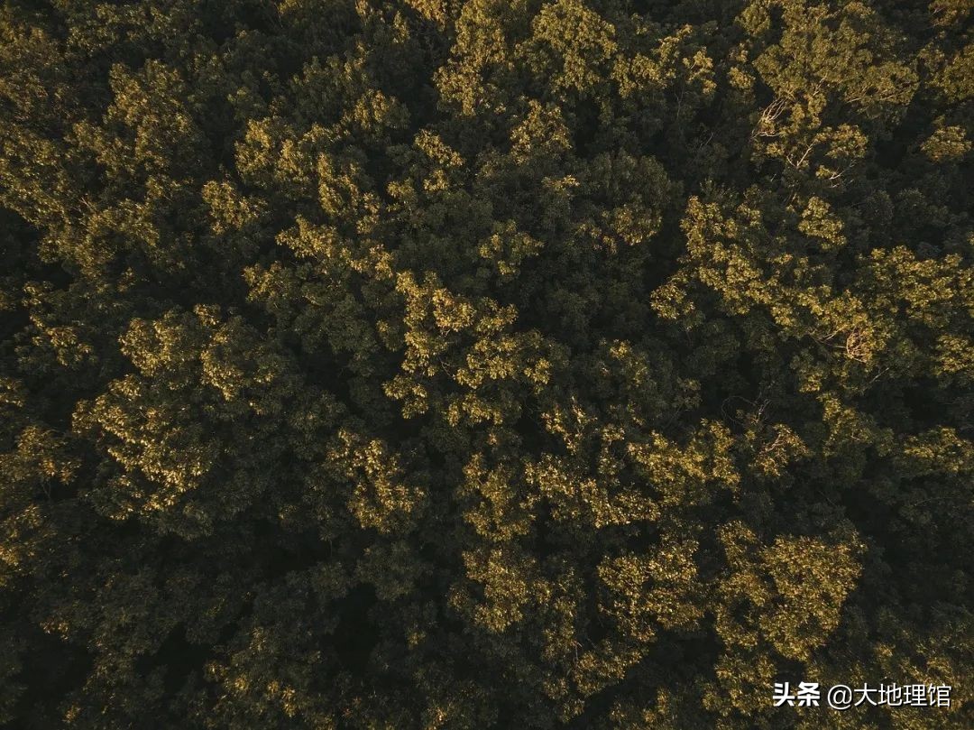 重庆菜为啥麻,重庆的麻是怎么做出来的