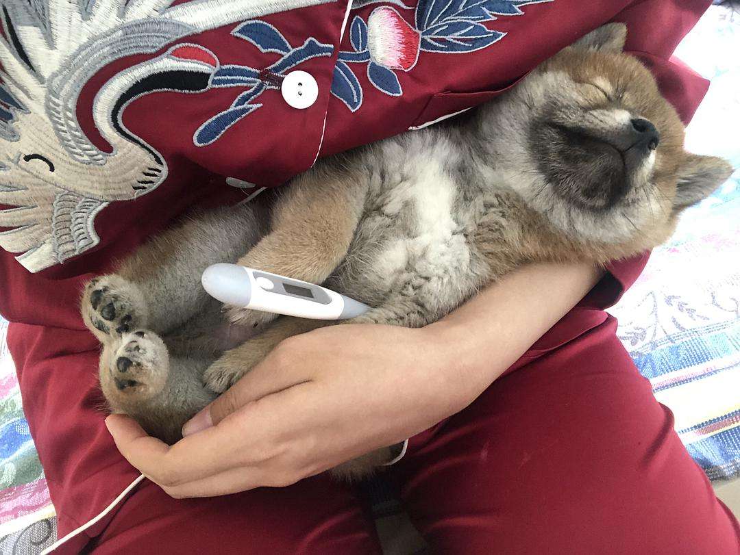 狗狗的体温是38.8算不算发烧,电额温枪怎么给狗狗测量体温