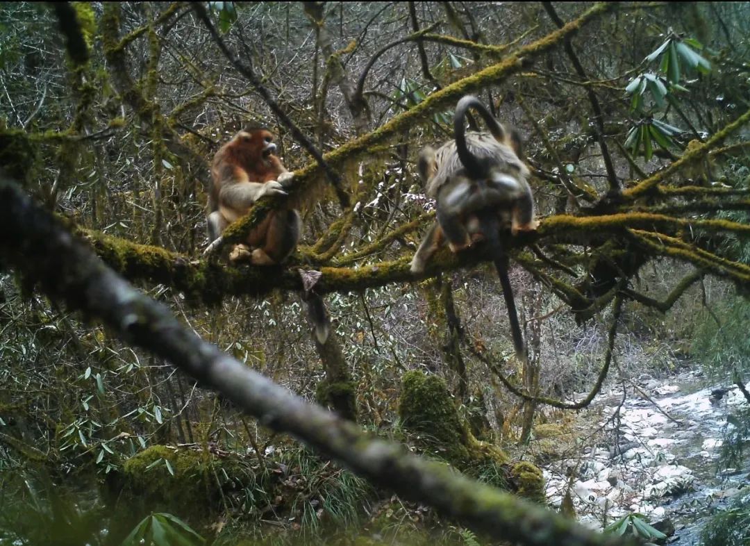 我们先去看熊猫吧英文,我们来了参观熊猫基地视频