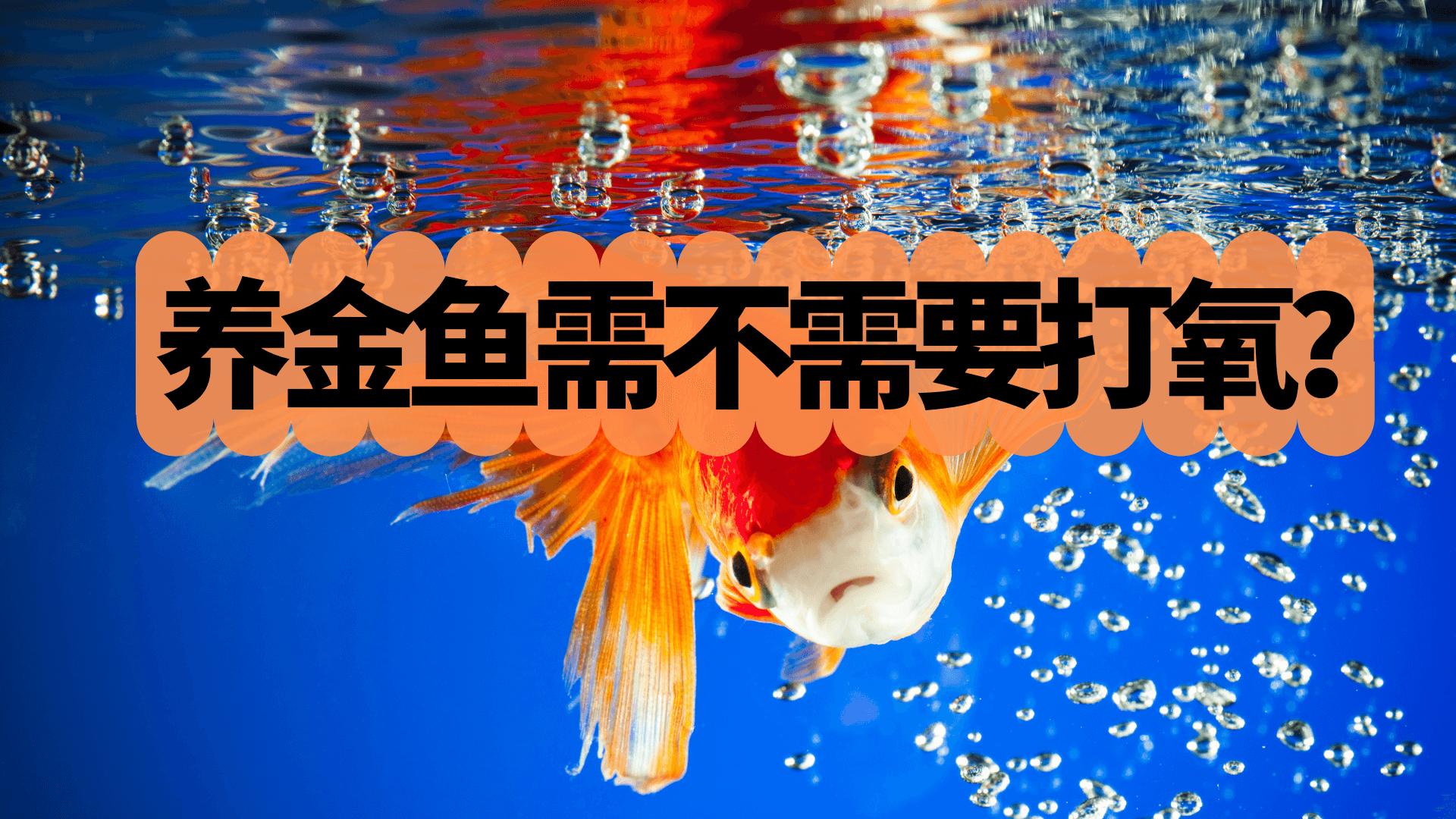 养金鱼不打氧气的话会活几天,养金鱼一般多久打氧
