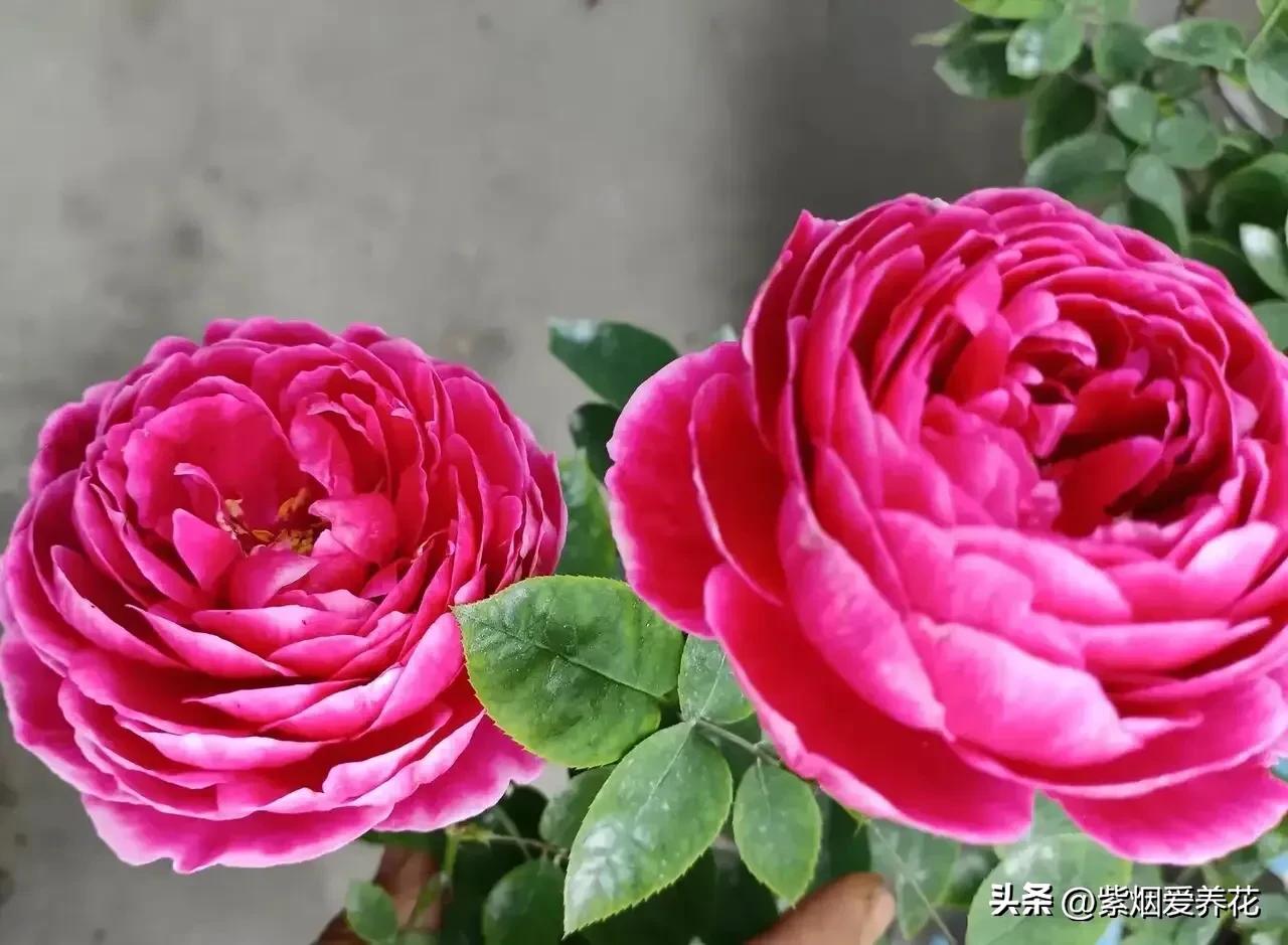 我不禁问自己,靠卖花能攒够钱买高合HiPhiY吗?