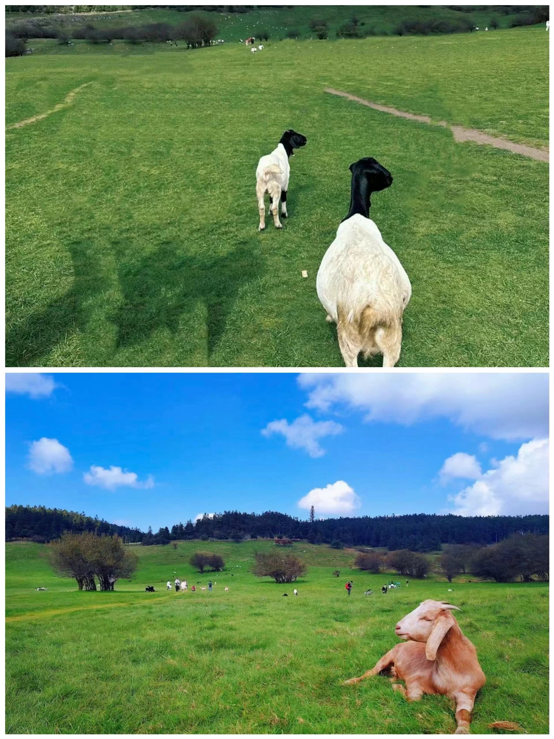 去重庆旅游自由行三天攻略价格表,去重庆旅游攻略费用