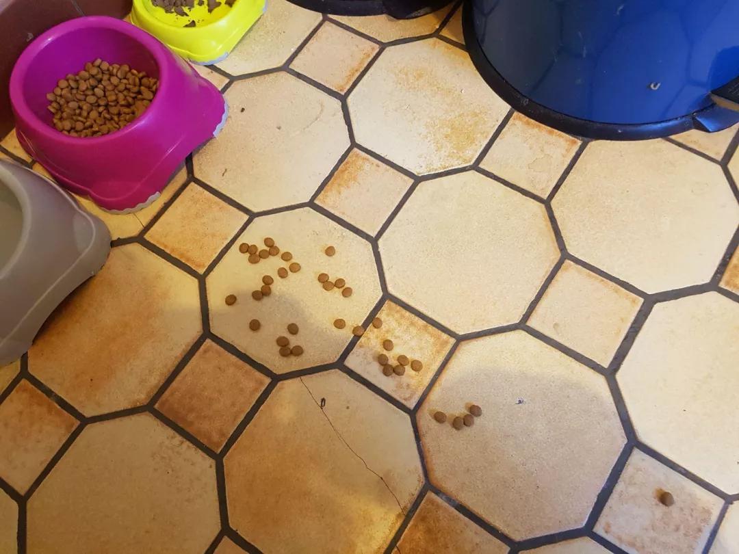 猫=图灵机？4项测试证明，「猫猫计算机」可执行任意计算