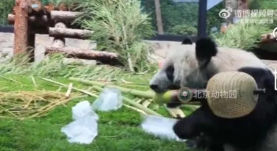 关于丫丫新视频,丫丫最新视频抓起竹子就开啃