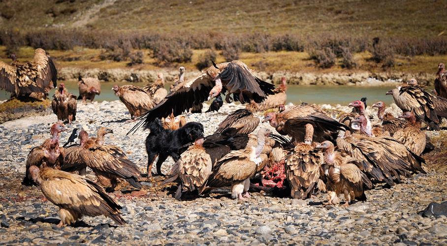 如果人吃生肉会怎样,秃鹫的胃酸那么强胃不会坏吗