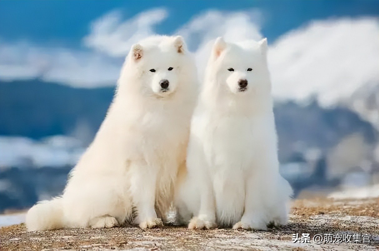 萨摩耶是哪个国家的品种？雪橇三傻的微笑天使，你会想养它吗？