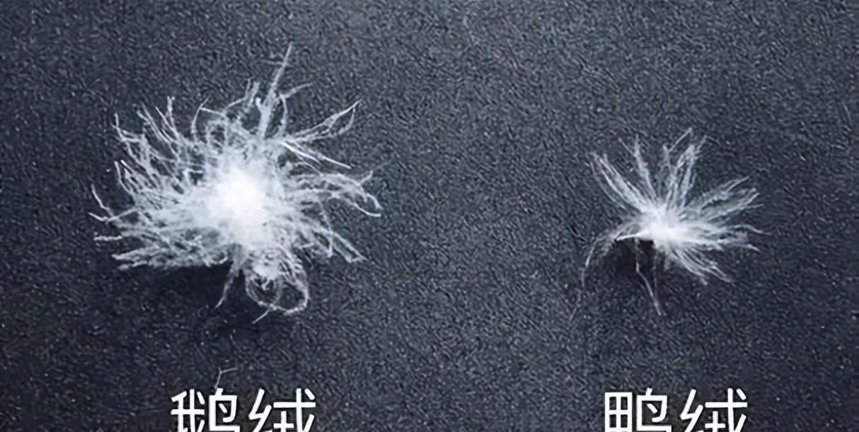 到底是羽绒好还是鹅绒好,鹅绒羽绒和鸭绒羽绒有什么区别