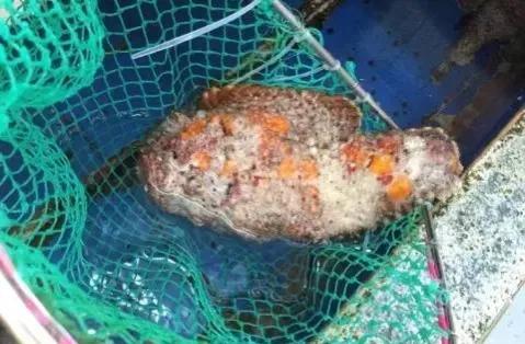 鱼类食材大全名称图片,鱼类菜谱大全100种