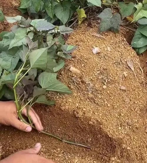 红薯增产最简单方法,红薯增产三妙招