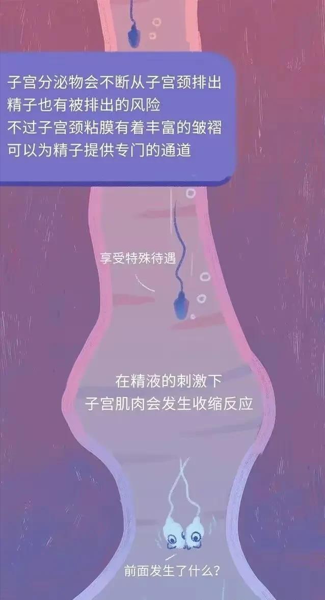 精子在人体24小时经历了什么,精子在人体24个小时都经历了什么