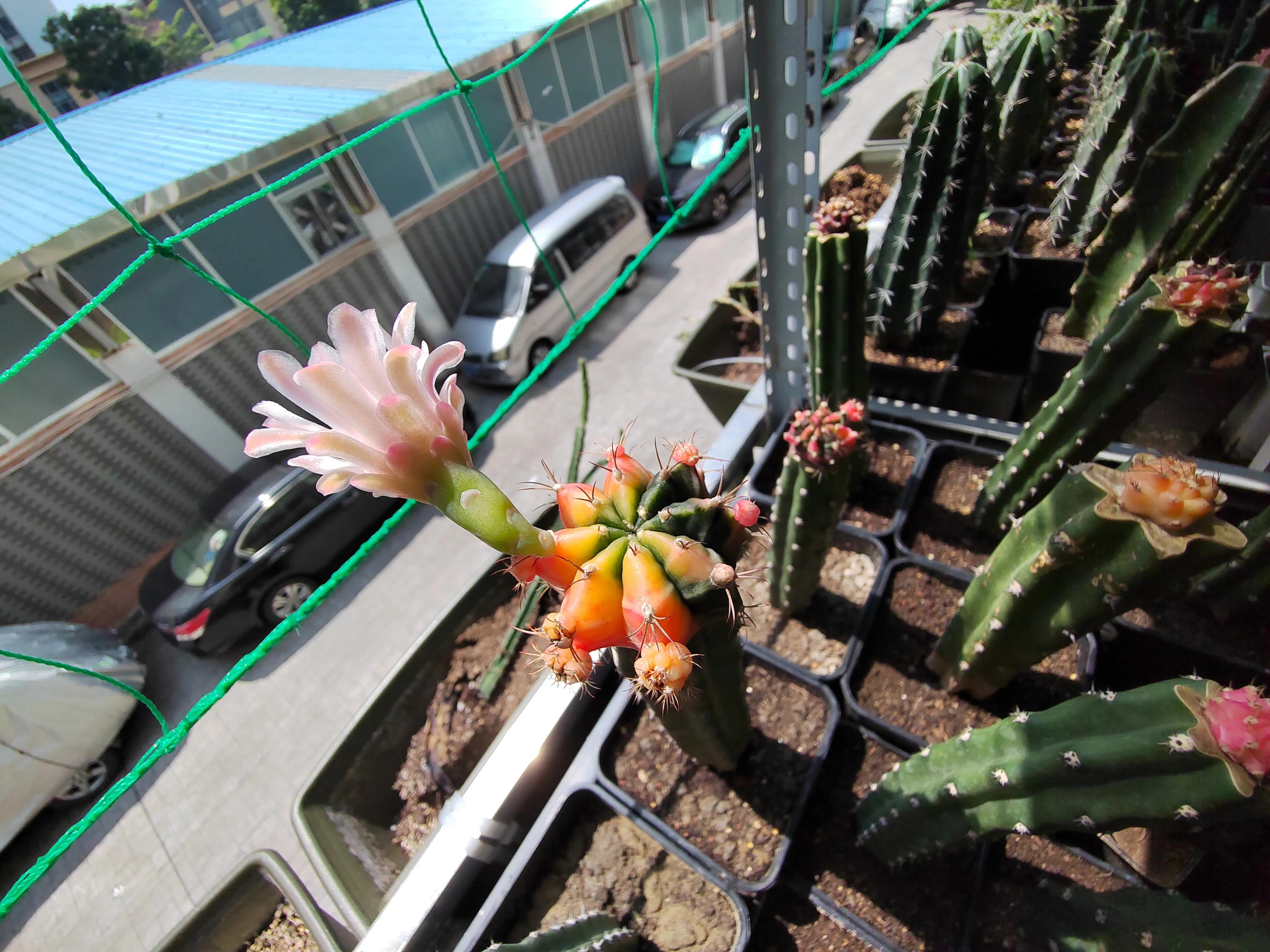 火龙果嫁接仙人球多久拆嫁接膜,火龙果嫁接仙人球后还可以嫁接吗