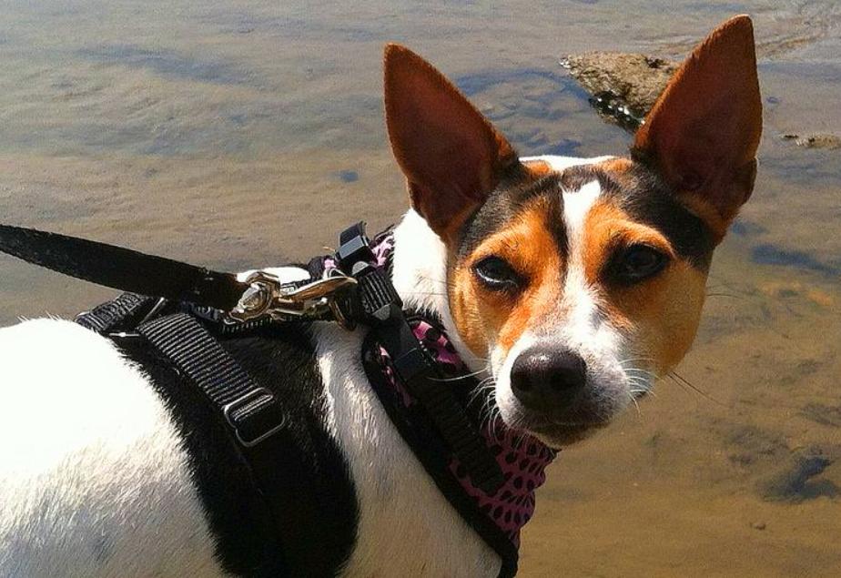 世界上最小的犬种排名,世界上最小的犬种是什么