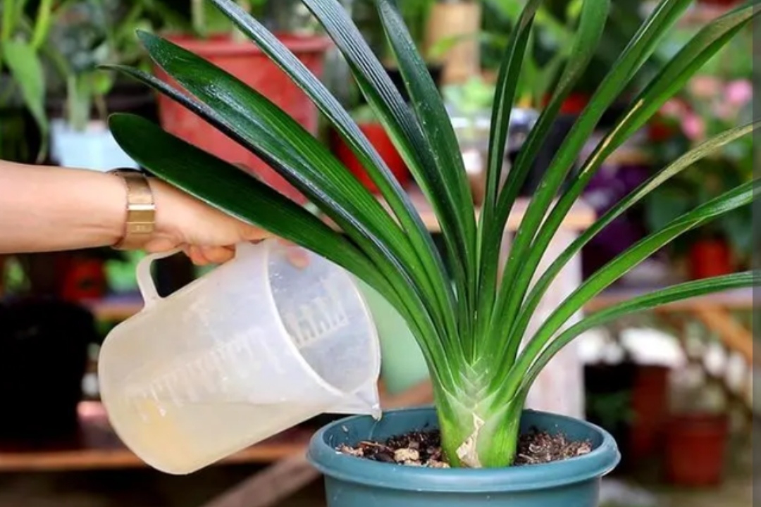 养君子兰怎么养才能尽快开花,君子兰开花期要注意什么花期才长