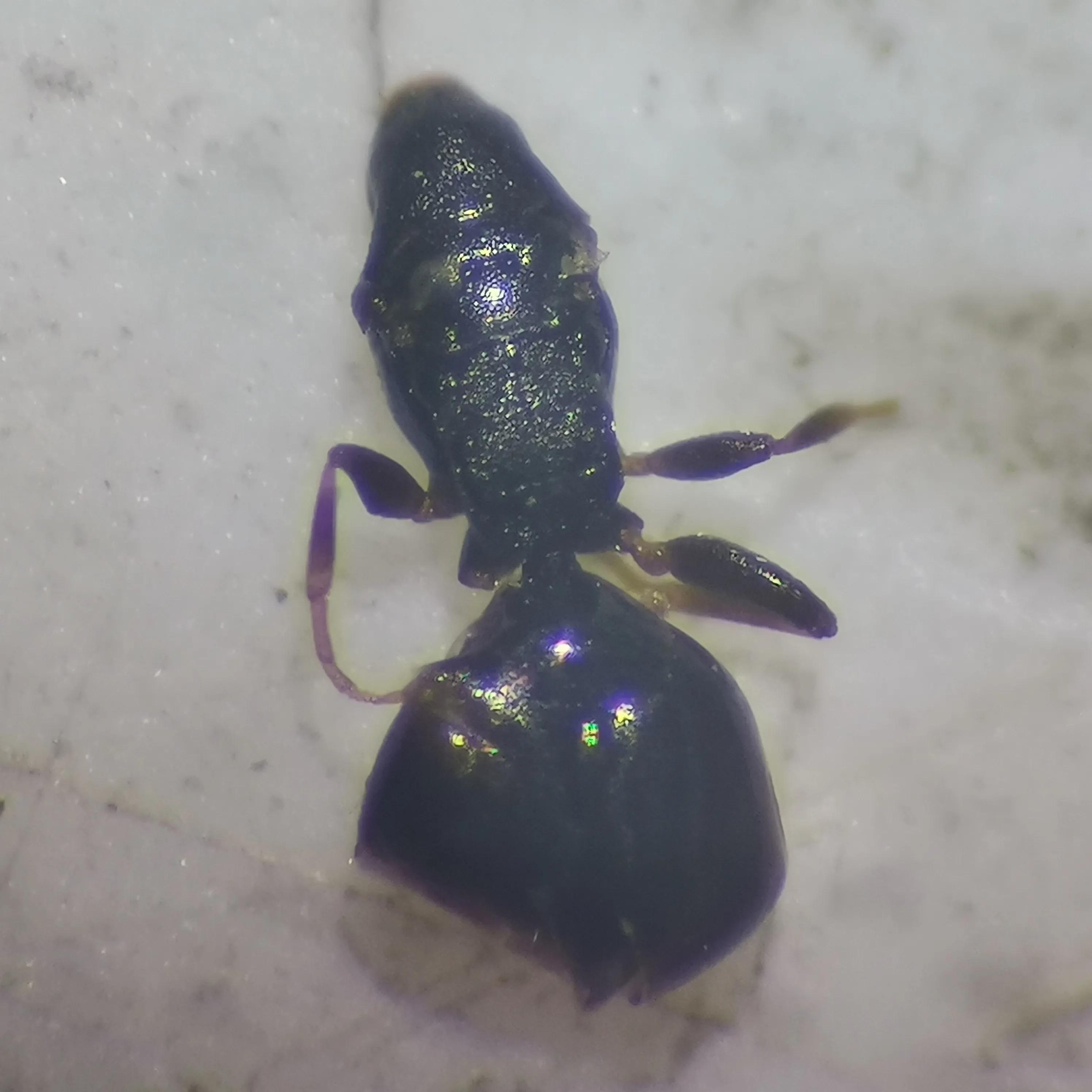 床上的小黑虫是什么怎么处理,床上小黑虫是什么虫子还吸血