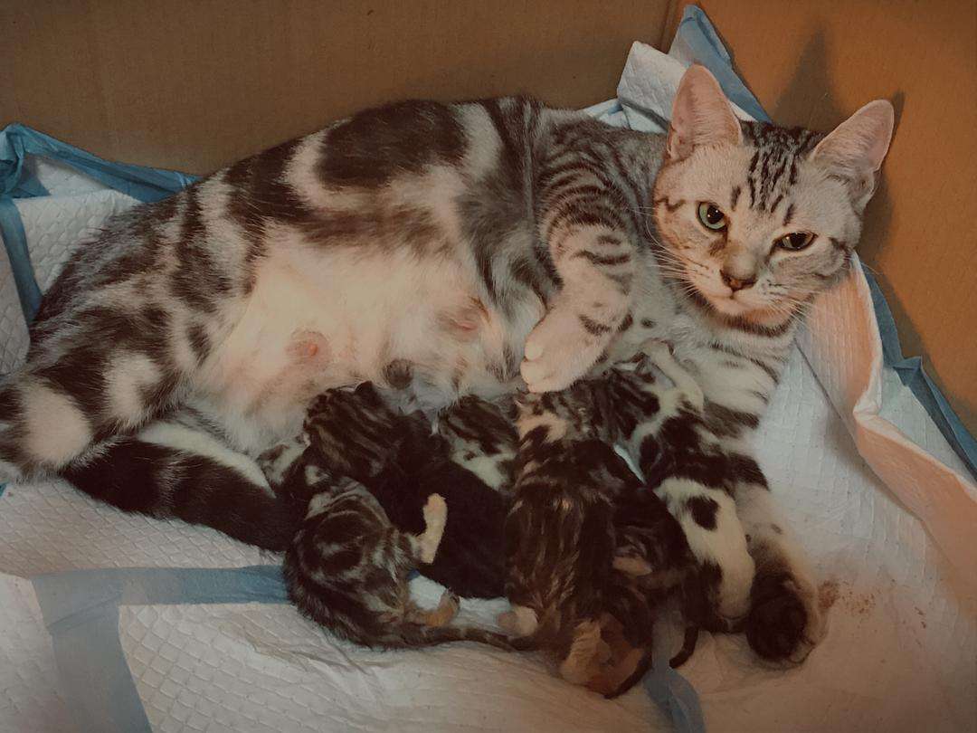 猫咪在家生宝宝后怎么照顾小猫,猫咪在家生小猫好不好