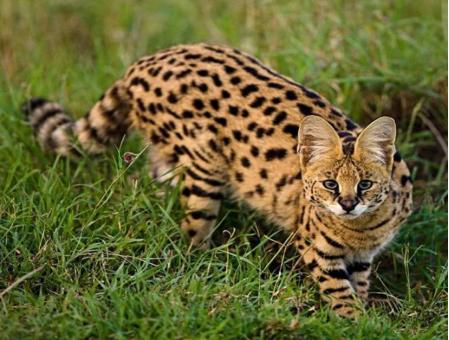 最贵的猫品种多少钱一只,2021年全球十大最昂贵的猫品种