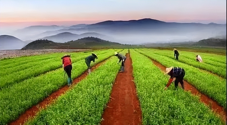 蕲艾和艾草是一个东西吗,蕲艾和艾草的区别在哪里