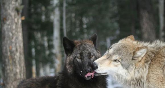 狼群发情期现象,狼群里地位低的狼怎么生存