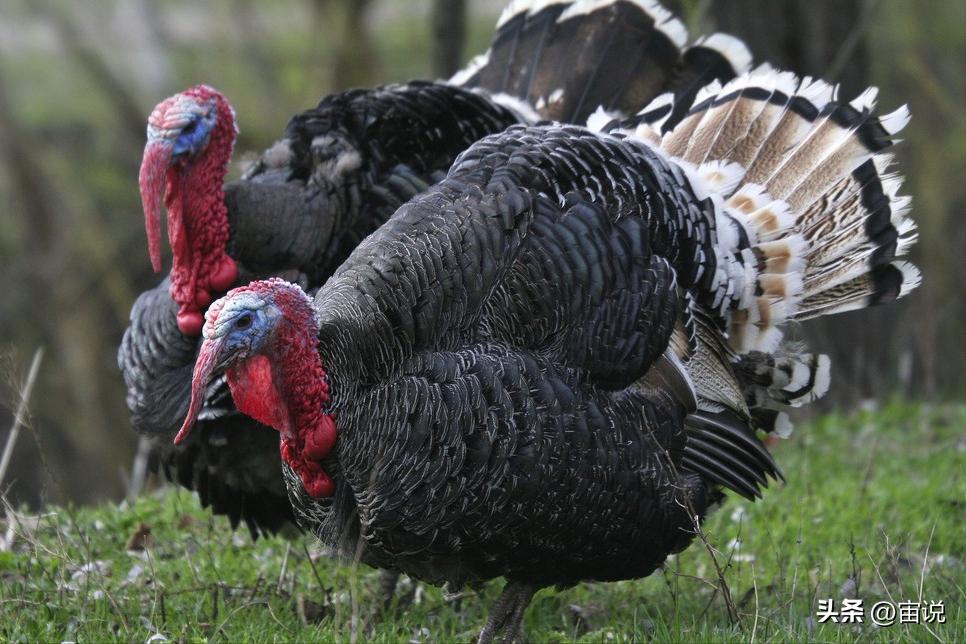 火鸡是否适应寒带地区养殖,火鸡养殖及营养价值