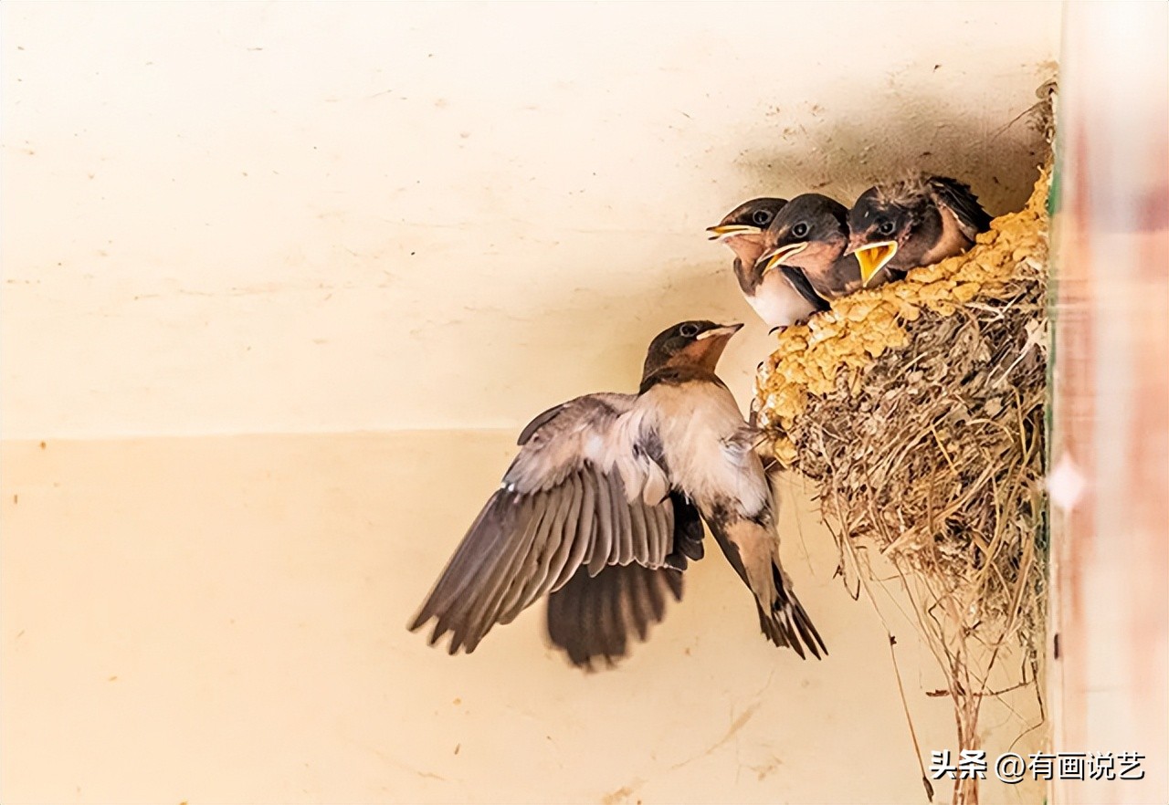 回族为什么不吃猪肉？满族为什么不吃狗肉？那汉族不吃什么肉呢？