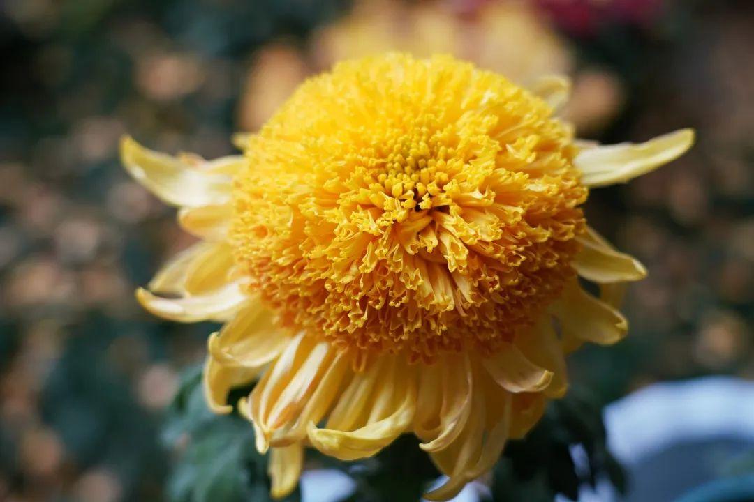 菊花丧葬,丧葬用的菊花是哪种