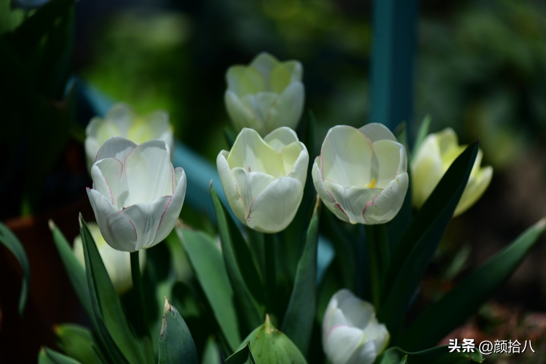 河马花园最耐阴植物,最漂亮的花园里的郁金香