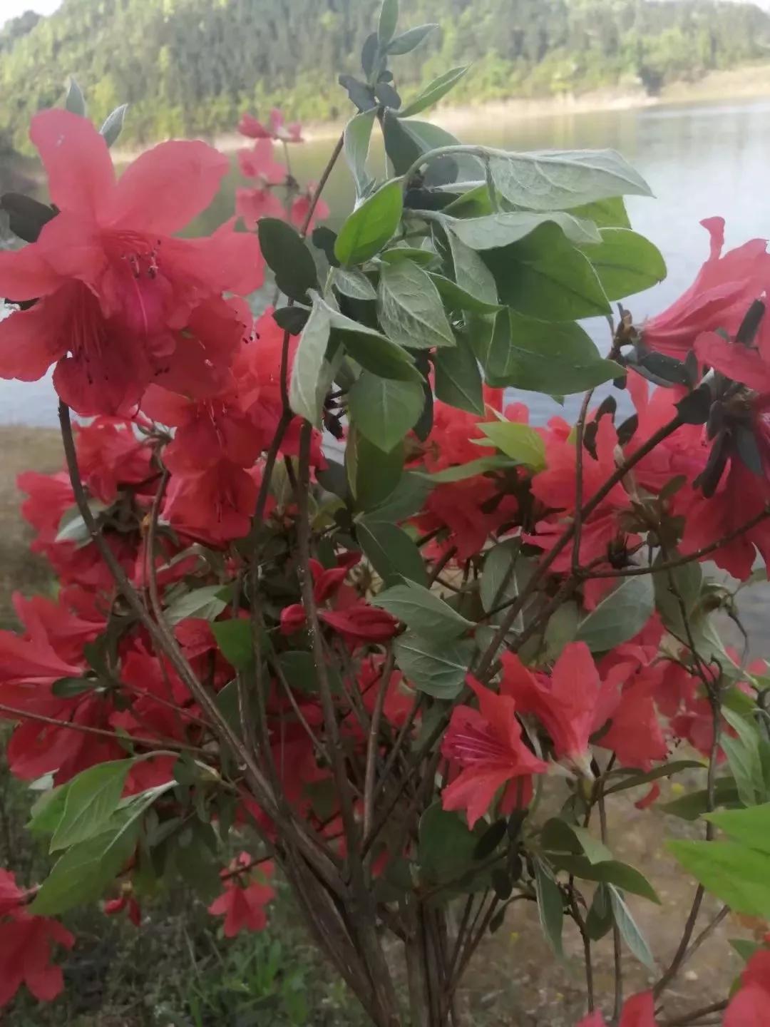 漫山的野花开了，可以回村看看了