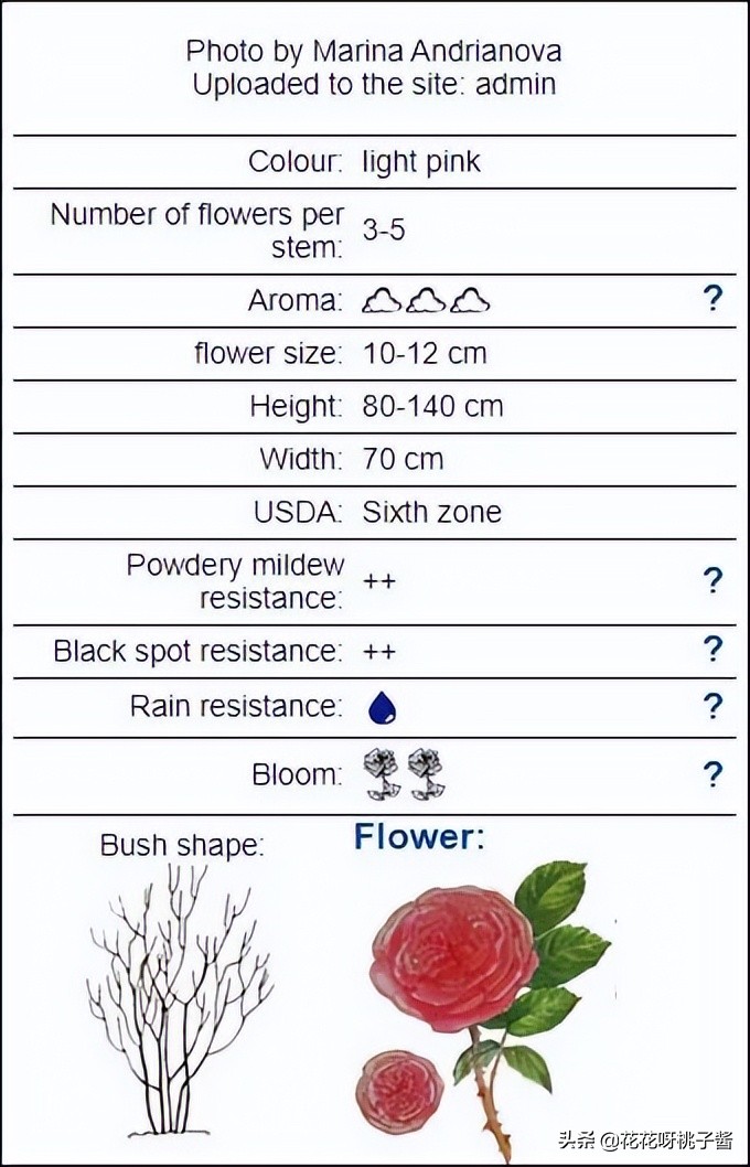 花期特别短暂开放好看的粉色月季,粉色可爱融化你的少女心月季