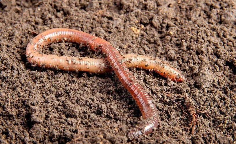 禽畜粪便环保处理,畜禽粪便处理循环利用利弊