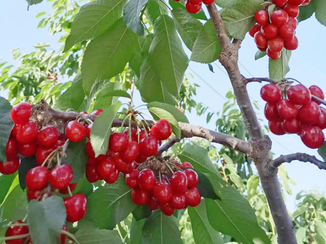 顺义喜邦樱桃采摘园,顺义千亩樱桃采摘园视频