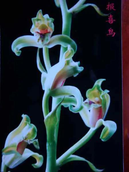 十大名贵兰花葱兰和韭兰的区别,十大名贵兰花视频