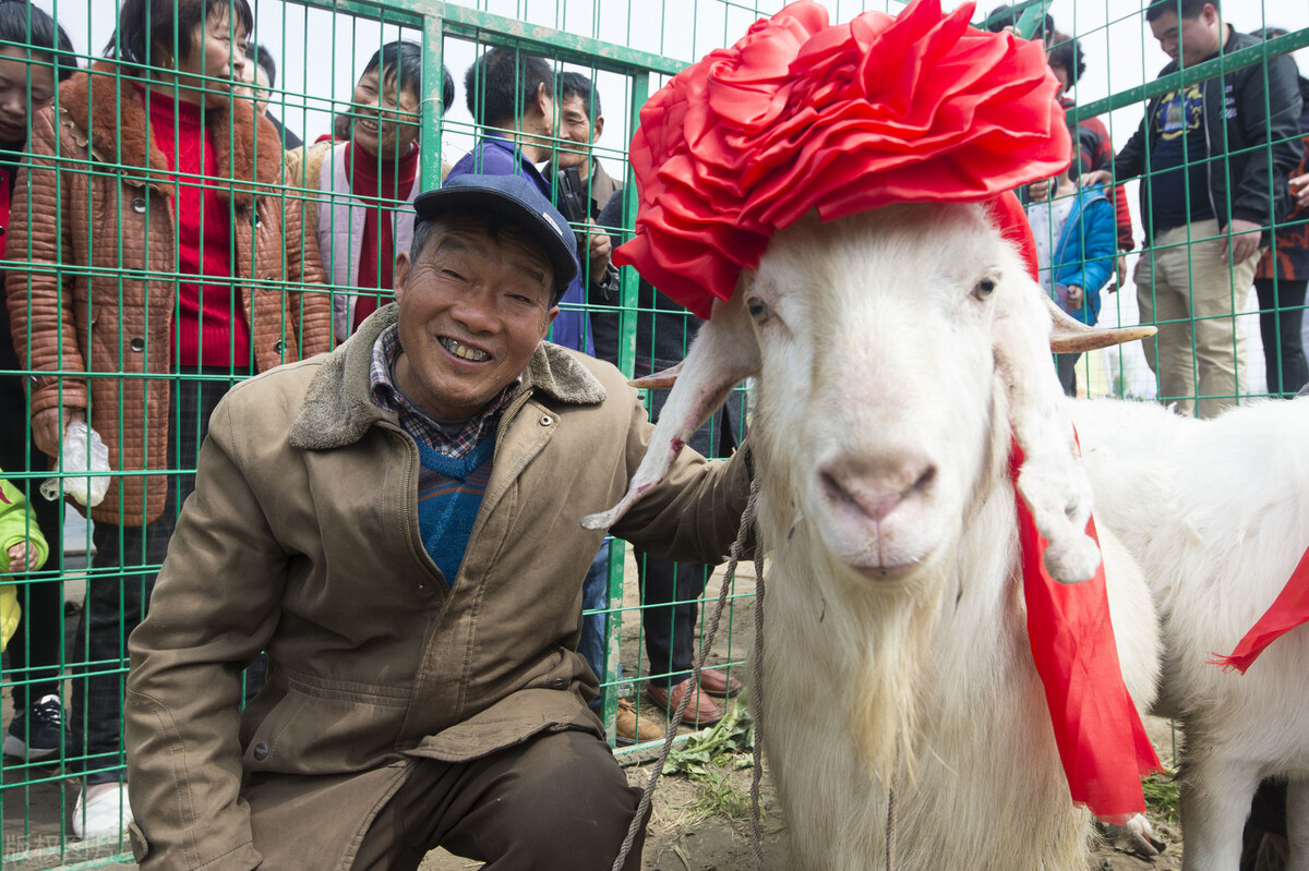 怎样科学养羊最赚钱养羊技术大全,养羊致富之路