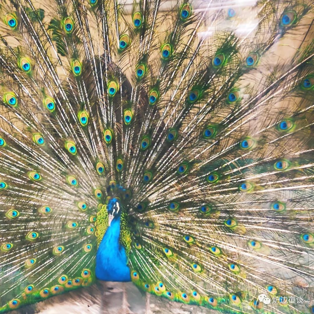 兆麟公园,有多少人心中装着这里的故事