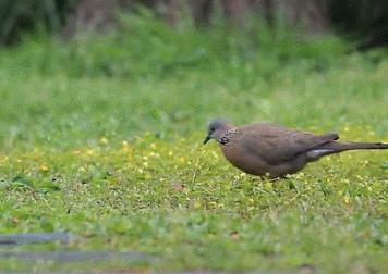 中国常见的斑鸠,斑鸠为何很少看到斑鸠巢穴