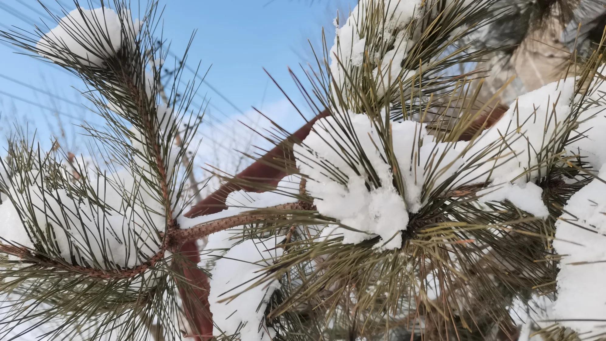 *园春沁**•虎年初雪