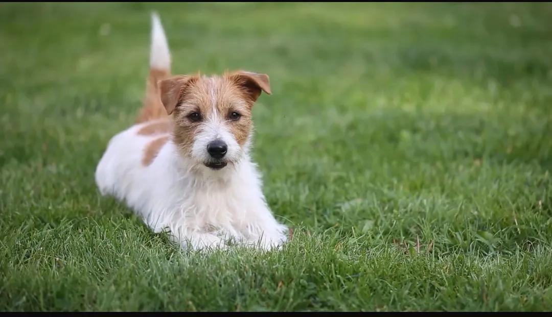 适合在楼上养的狗,楼上养着大狗有脚步声