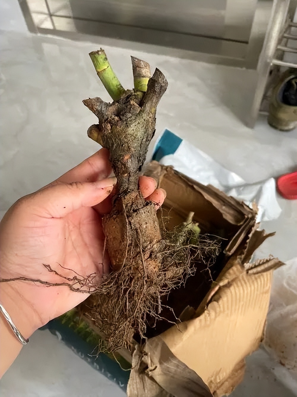 最近直播卖花的怎么那么多,直播间现直播卖花