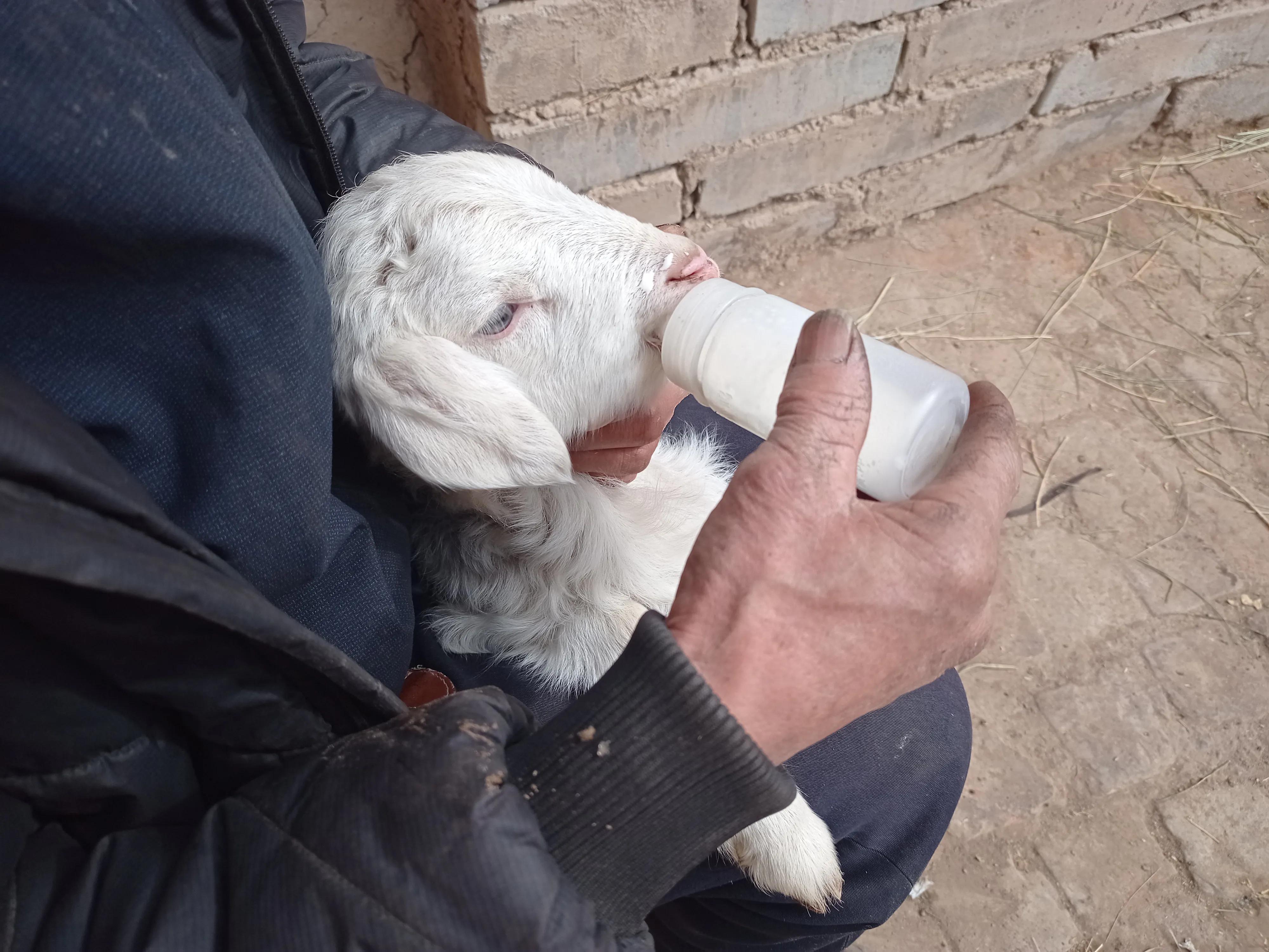 散户养殖羊注意事项,散户养羊怎么赚钱