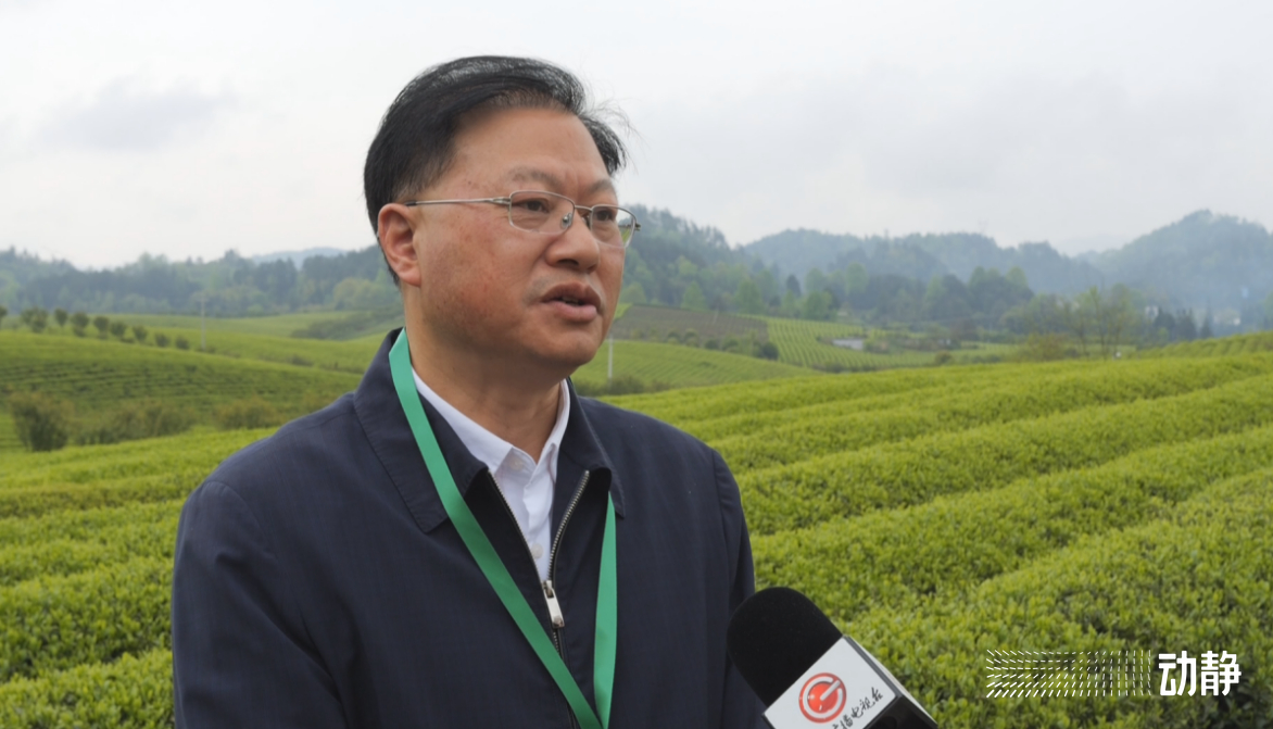 金手指大赛是真的吗,金手指采茶竞赛