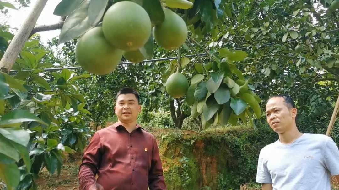 菌菇种植产业带动增收致富,菌菇种植助农增收