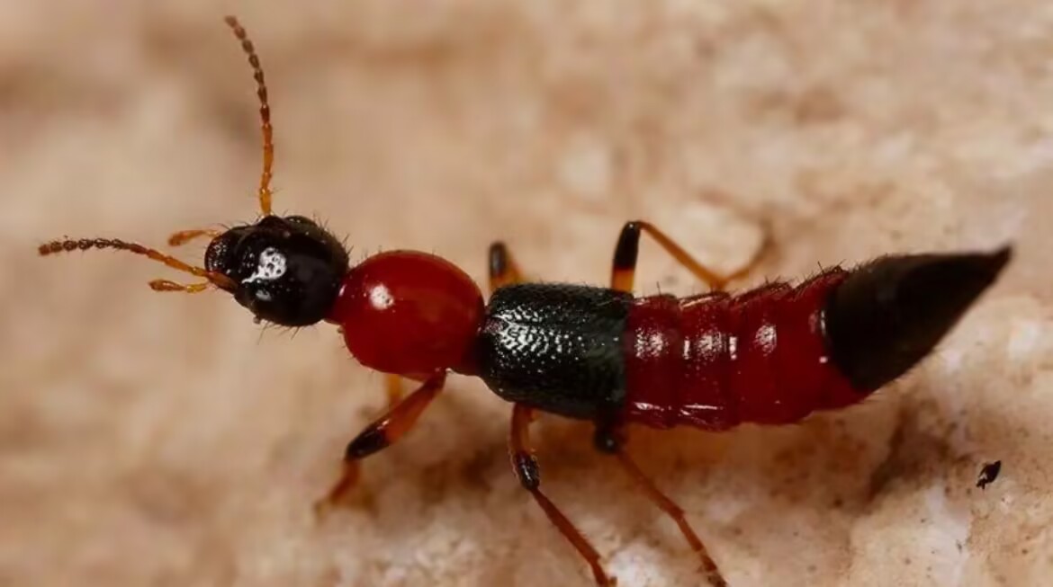 隐翅虫为什么那么毒,毒隐翅虫毒性多大