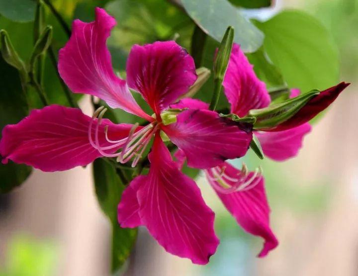 南方人爱不够的紫荆花，北方人懵了：“这哪儿是紫荆花啊？”