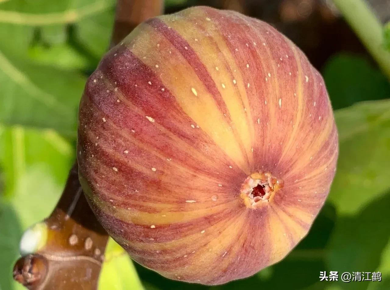 无花果的种植与管理治虫方法,无花果栽培到结果后怎样管理