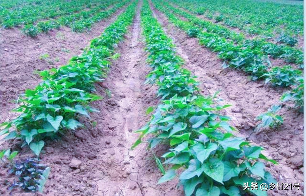 红薯种植技巧和方法不生虫,红薯种植技巧和方法课件