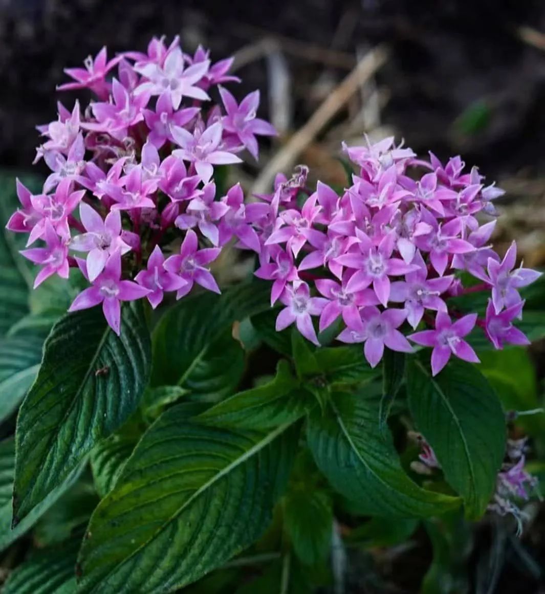 适合夏天养的7种花越晒开花越旺,夏天最能开的10种花越热越能开
